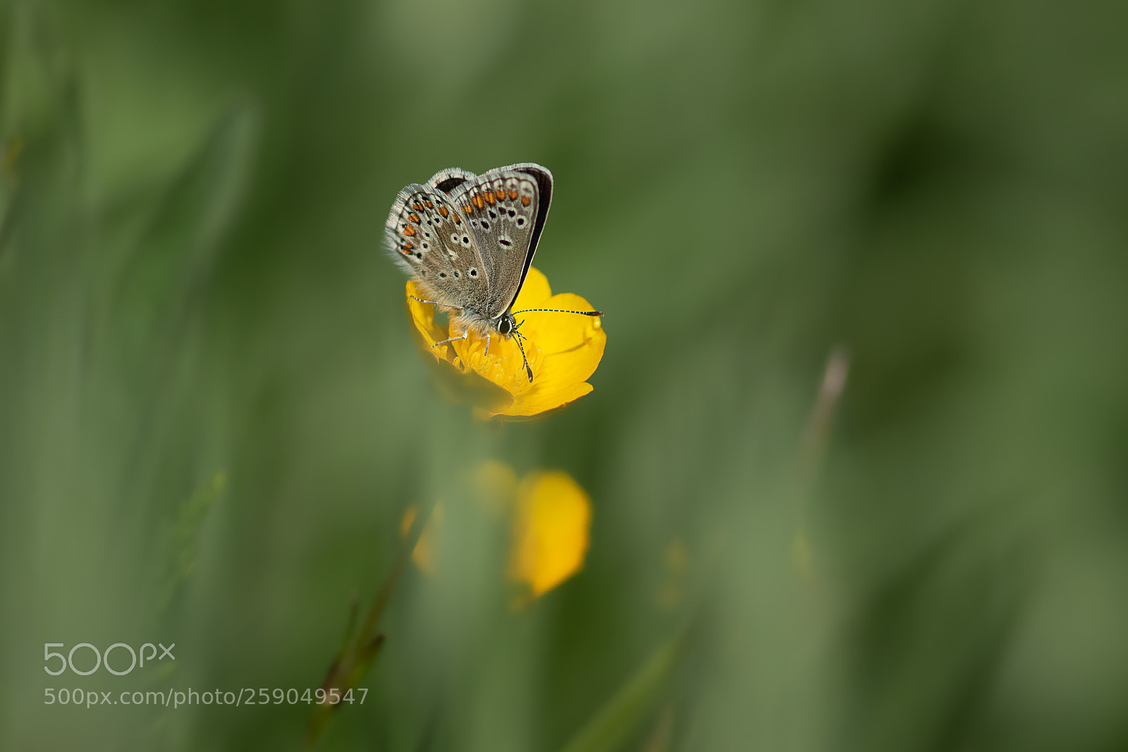 Canon EOS 7D Mark II sample photo. Brown argus photography