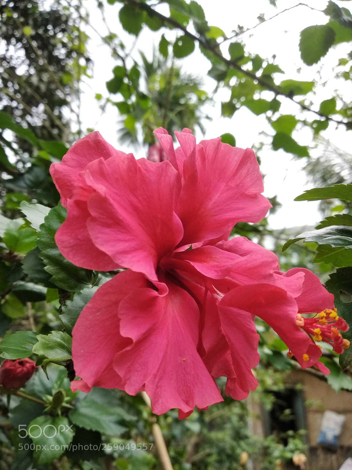 Xiaomi Redmi Note 5 sample photo. Untitled photography