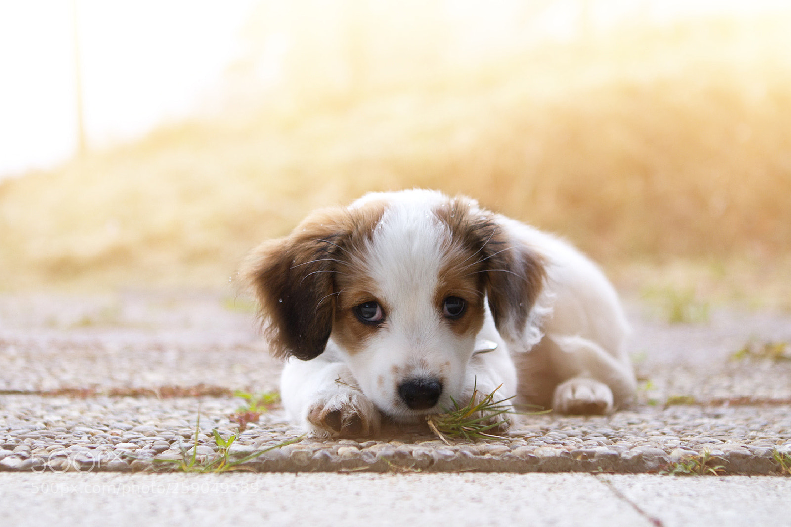 Canon EOS 7D sample photo. Kooikerhondje photography