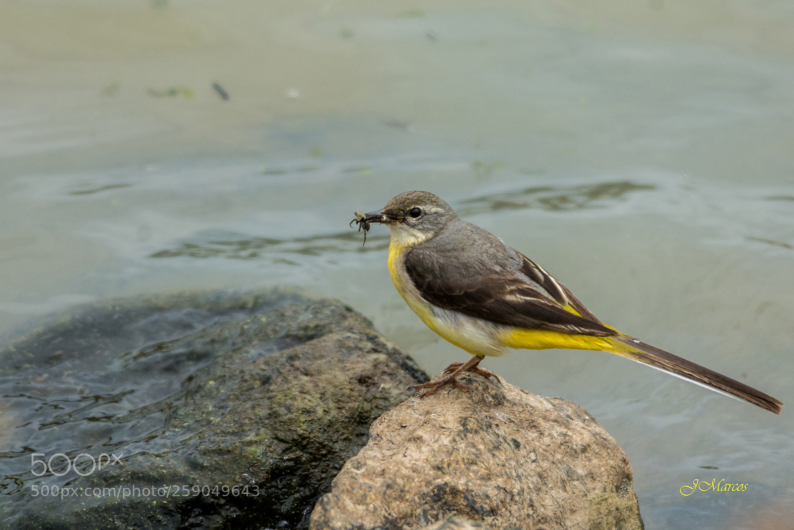 Nikon D7100 sample photo. Grey wagtail photography