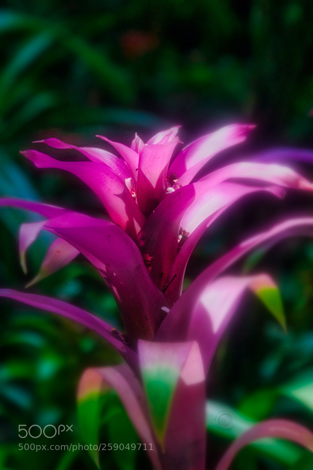 Sony Alpha DSLR-A700 sample photo. Tropical flowers of brasil ... photography