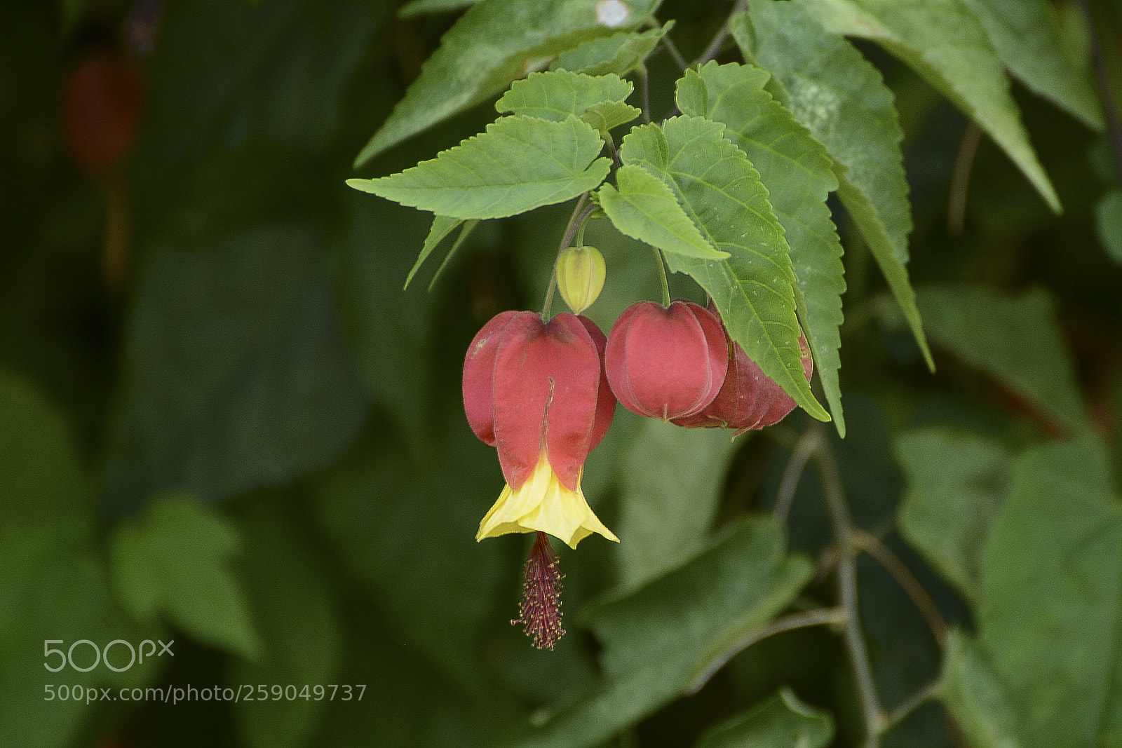 Nikon D7100 sample photo. Leveza e suavidade. photography