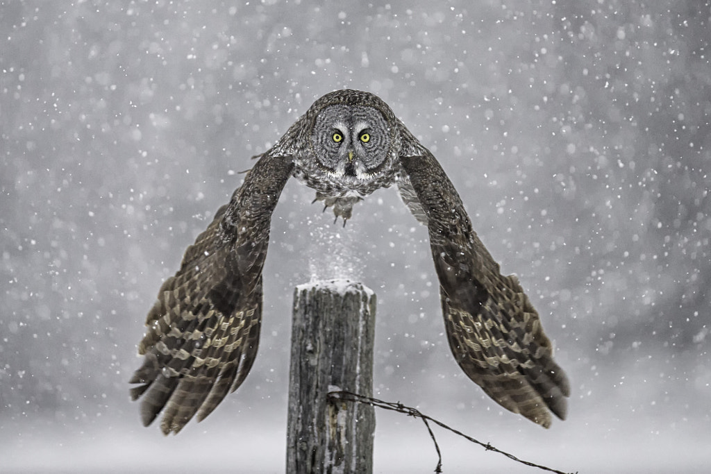 Take Off, Eh! by Daniel Parent on 500px.com
