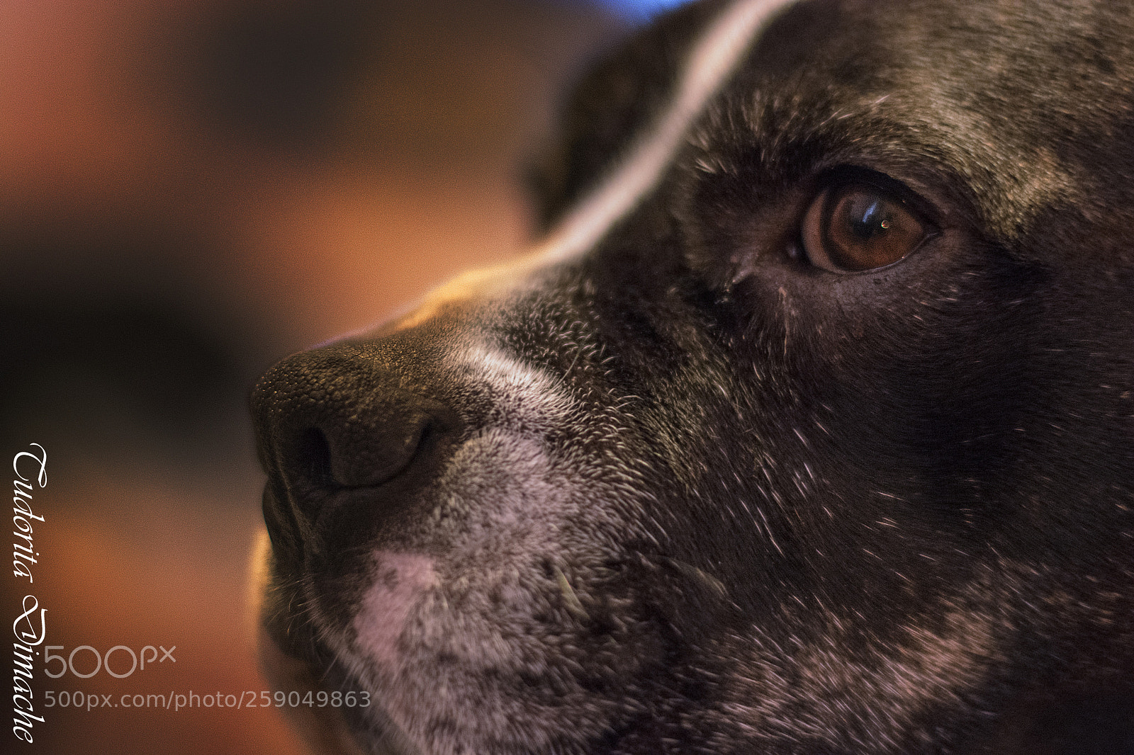 Nikon D7100 sample photo. Listening photography