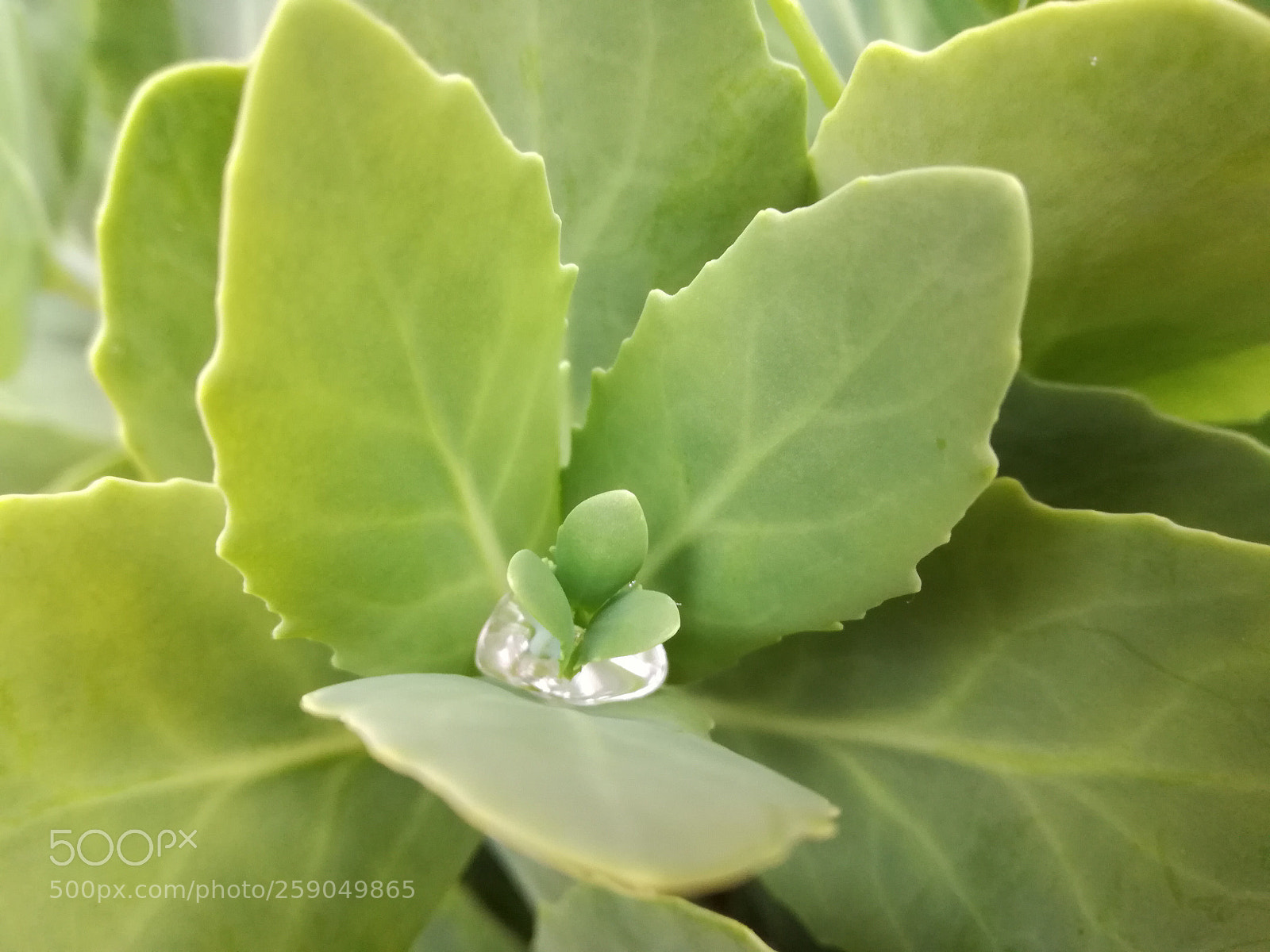 HUAWEI P9 LITE sample photo. Diamond  photography