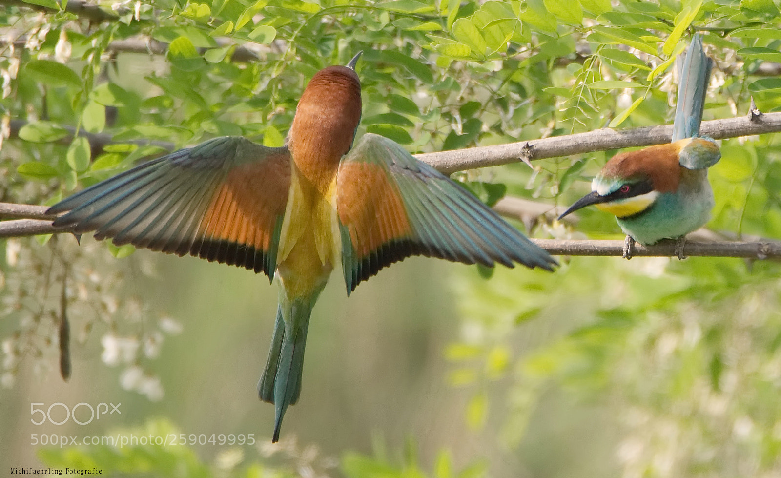 Nikon D7200 sample photo. Bird exhibitionist, ... photography