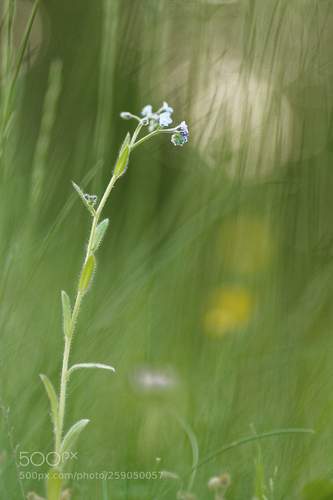 Canon EOS 40D sample photo. Myosotis sauvage photography