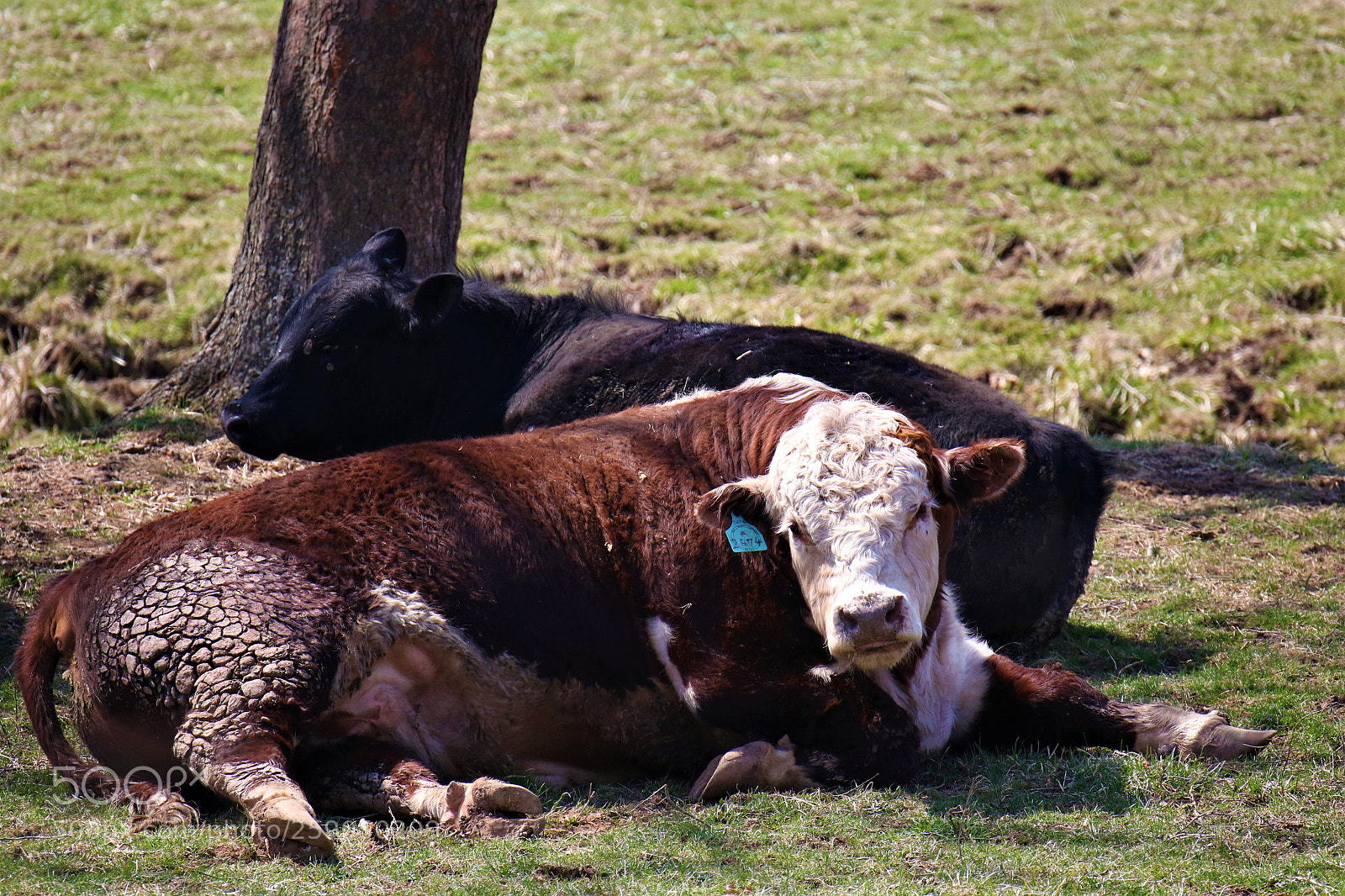 Canon EOS 7D Mark II sample photo. Just cowing around photography