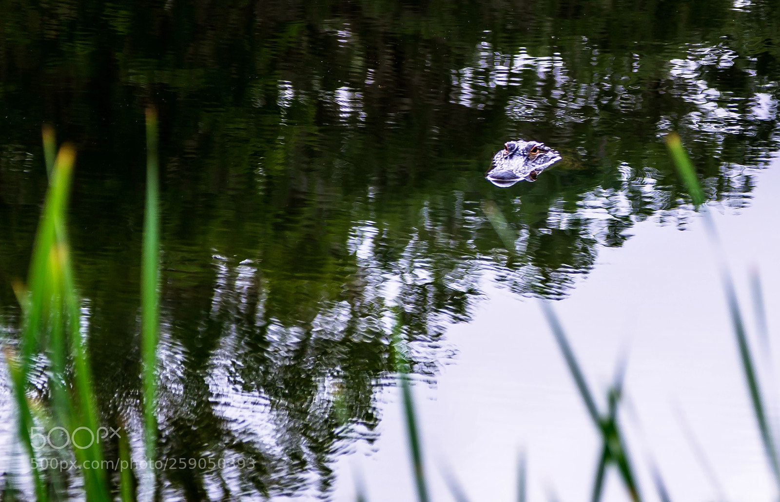 Canon EOS 6D sample photo. Gatorbait photography