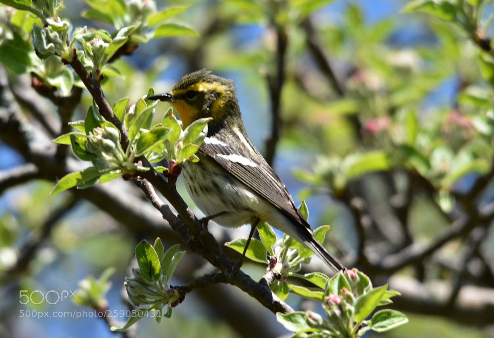 Nikon D7200 sample photo. “blackburnian warbler ii” photography