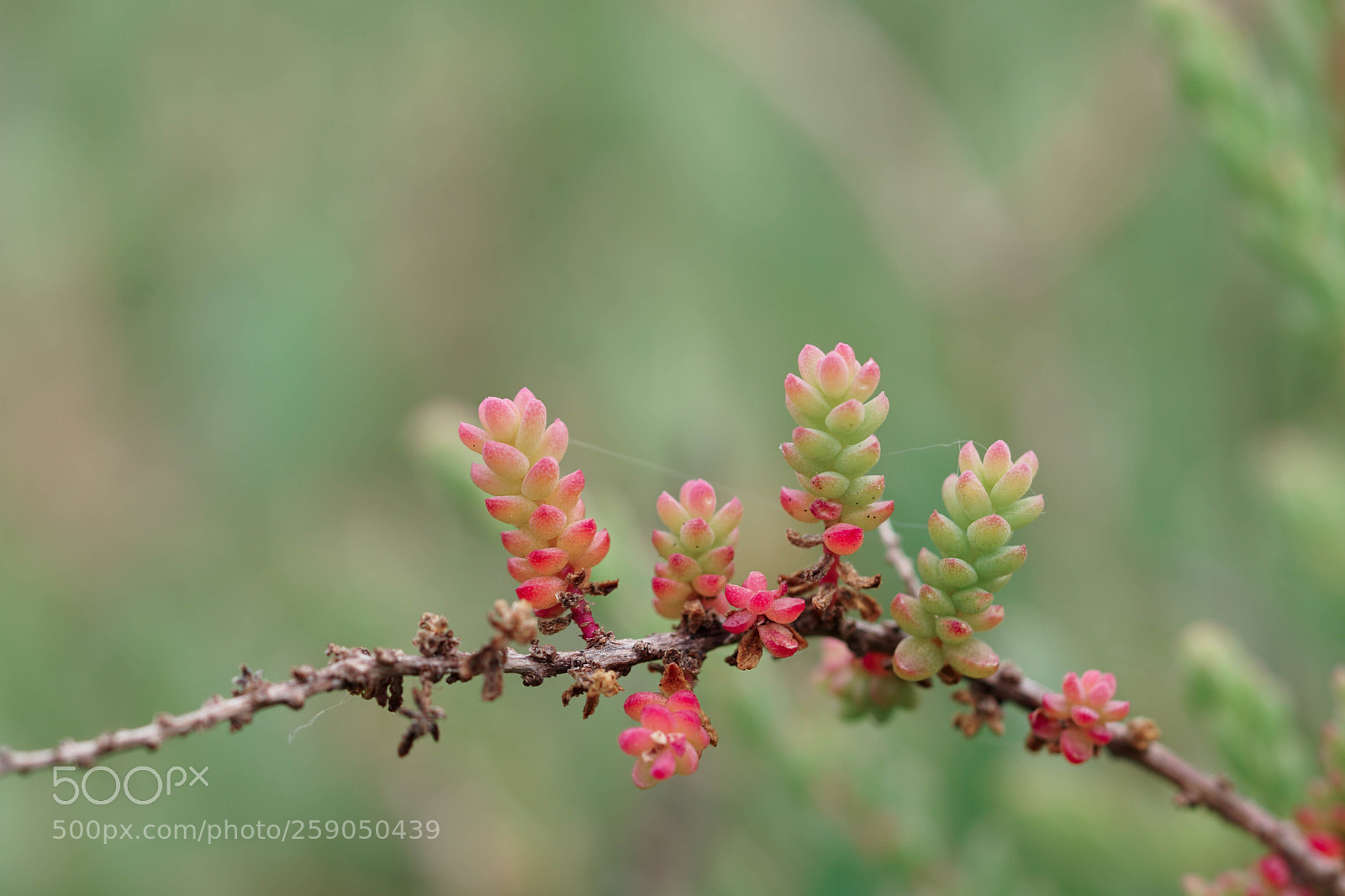 Sony a6500 sample photo. Soude photography