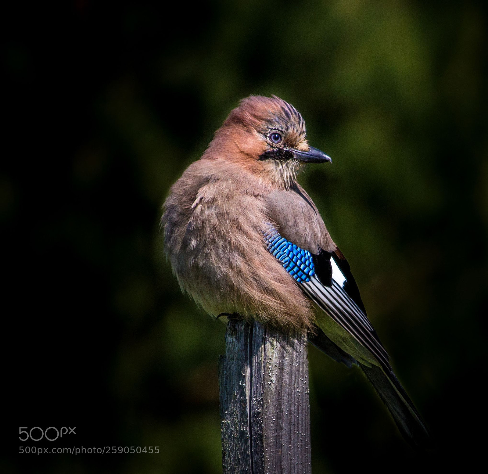 Canon EOS 600D (Rebel EOS T3i / EOS Kiss X5) sample photo. Eurasian jay photography