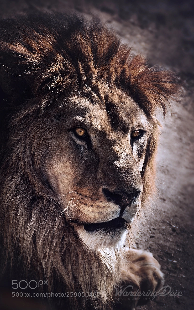 Nikon D3200 sample photo. Old king photography