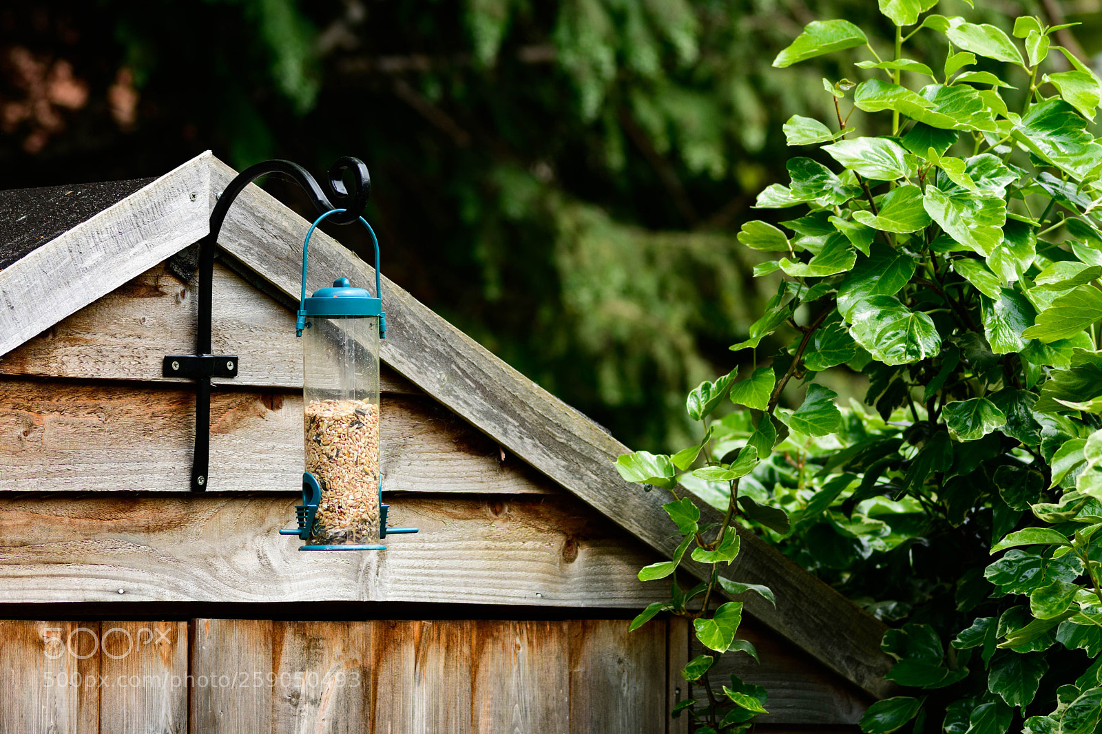 Nikon D7500 sample photo. Bird feeder photography