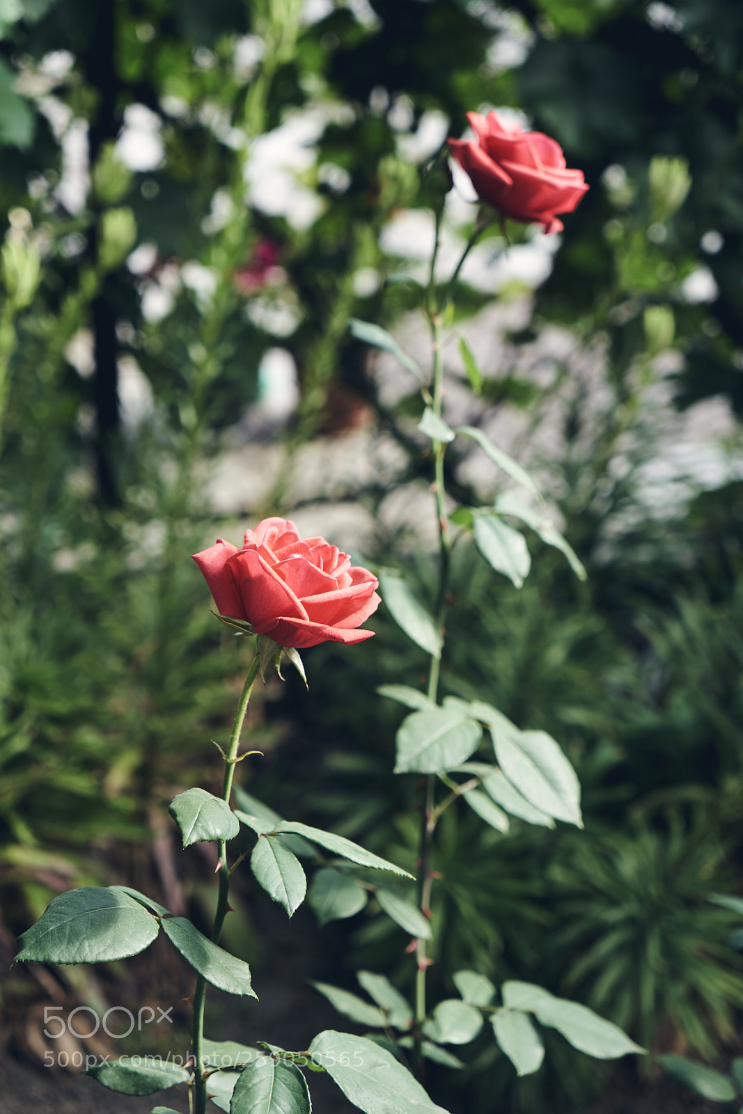 Sony a7 II sample photo. Roses photography