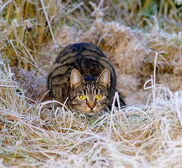 Sony SLT-A99V sample photo. Cat photography