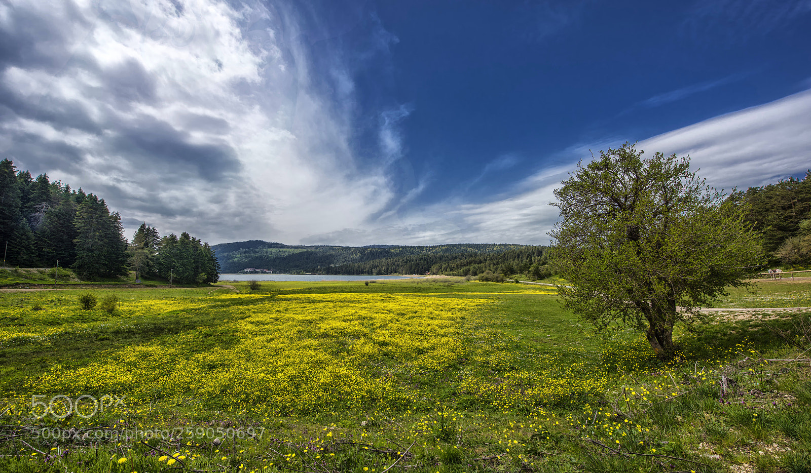 Nikon D810 sample photo. Spring on abant lake .. photography