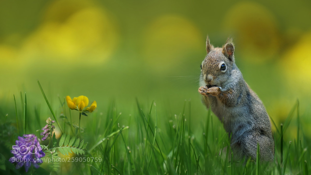Sony a6300 sample photo. Red squirrel photography