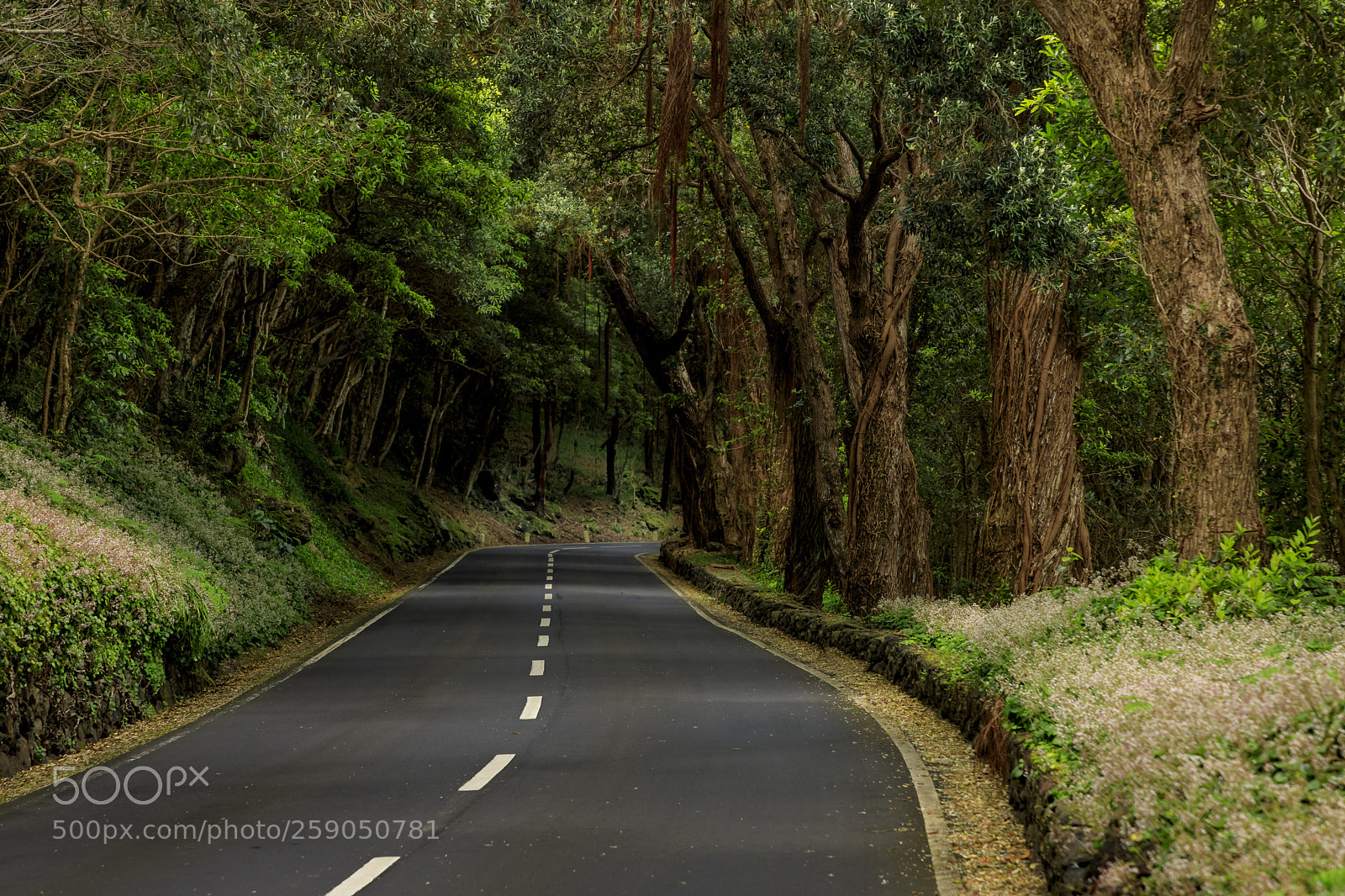 Canon EOS 5D Mark IV sample photo. A ores-terceira-mata da serreta photography
