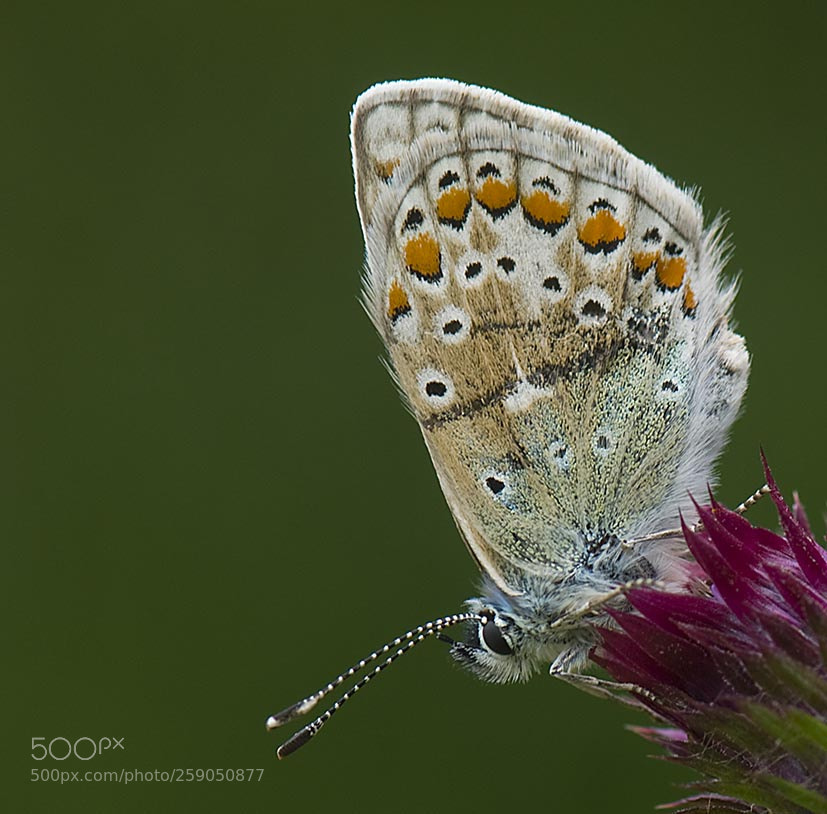 Nikon D300 sample photo. Butterfly photography