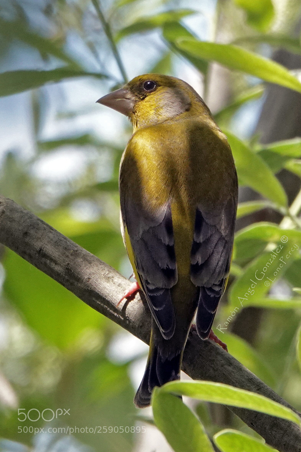 Sony Cyber-shot DSC-RX10 IV sample photo. Greenfinch between sun and photography