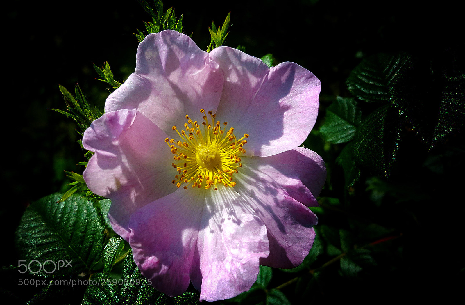 Samsung Galaxy S6 sample photo. Rose photography