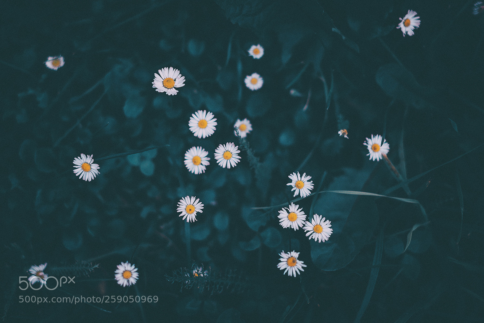 Canon EOS 6D sample photo. Daisies photography