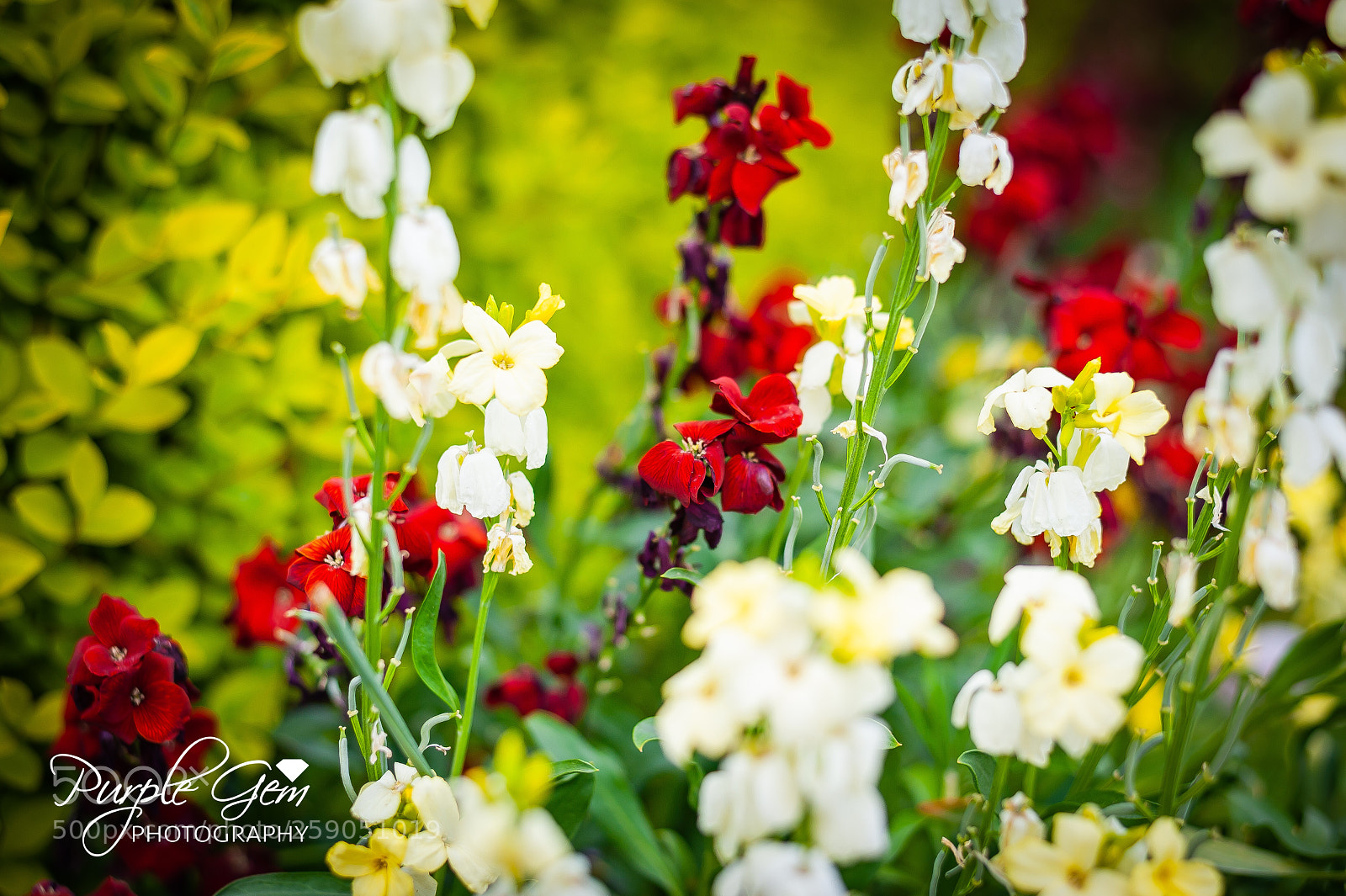 Nikon D700 sample photo. In bloom  photography