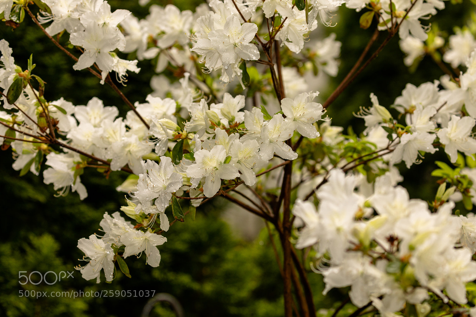 Canon EOS 5D Mark IV sample photo. Azalea spring rain photography