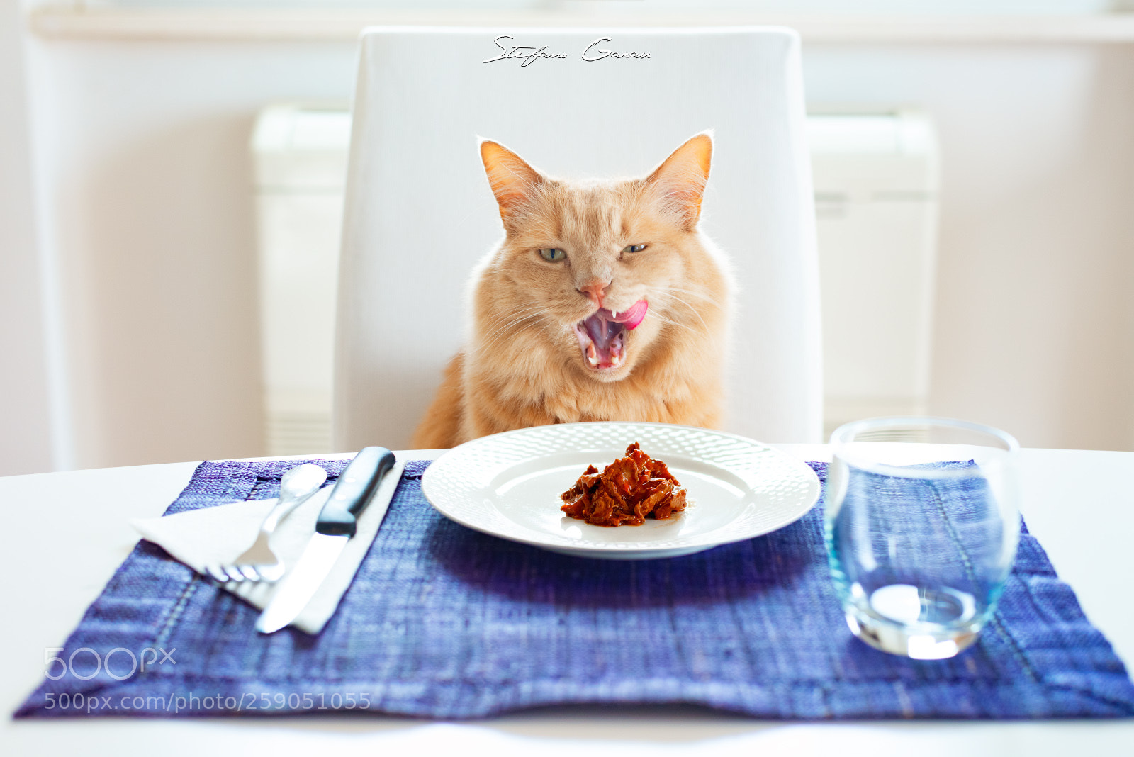 Nikon D810 sample photo. Hungry cat photography