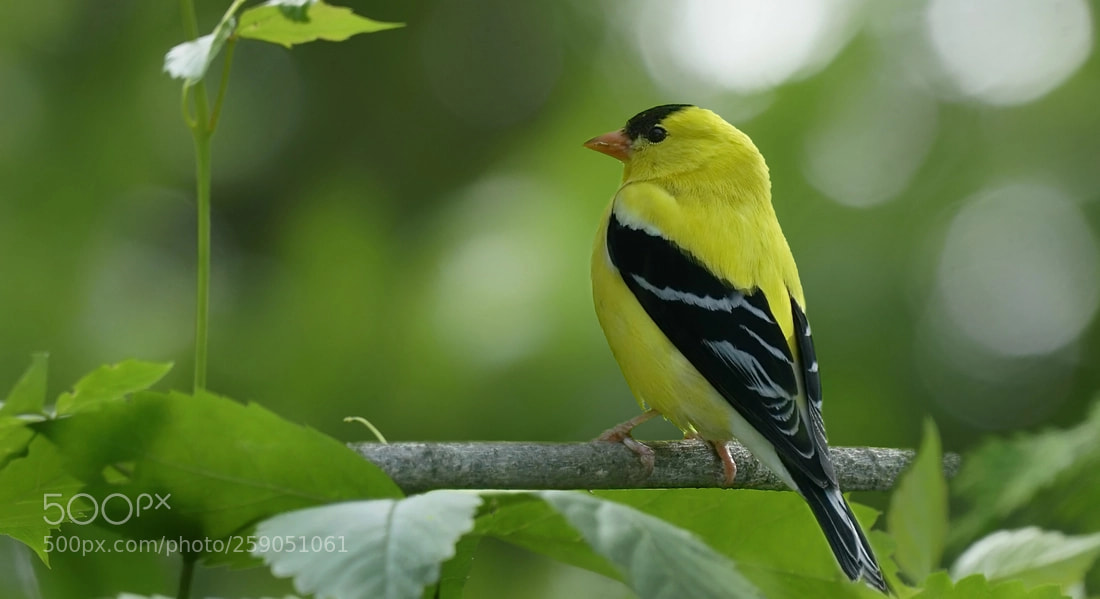 Sony a6300 sample photo. Goldfinch photography