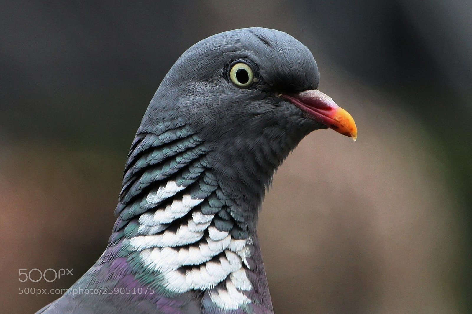 Canon EOS 450D (EOS Rebel XSi / EOS Kiss X2) sample photo. Wood pigeon portrait photography