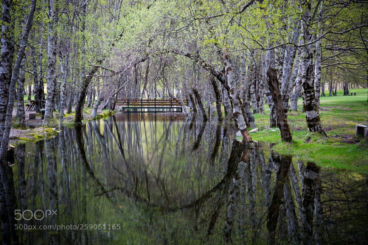 Nikon D7100 sample photo. Reflection trees photography