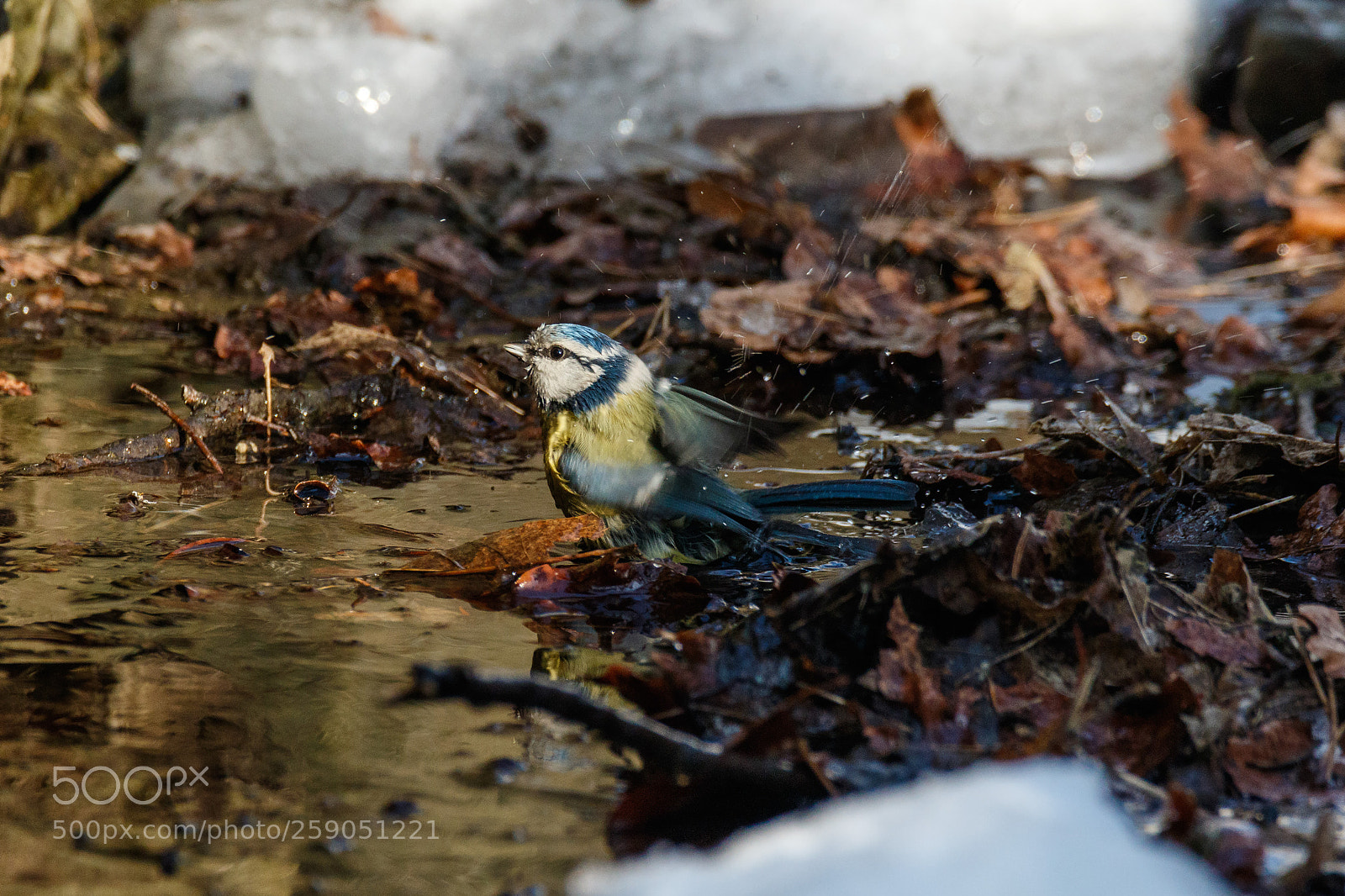 Canon EOS 7D Mark II sample photo. Bath day (**) photography
