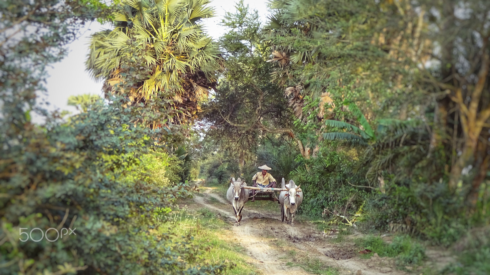 Sony Cyber-shot DSC-WX220 sample photo. Bullock cart photography