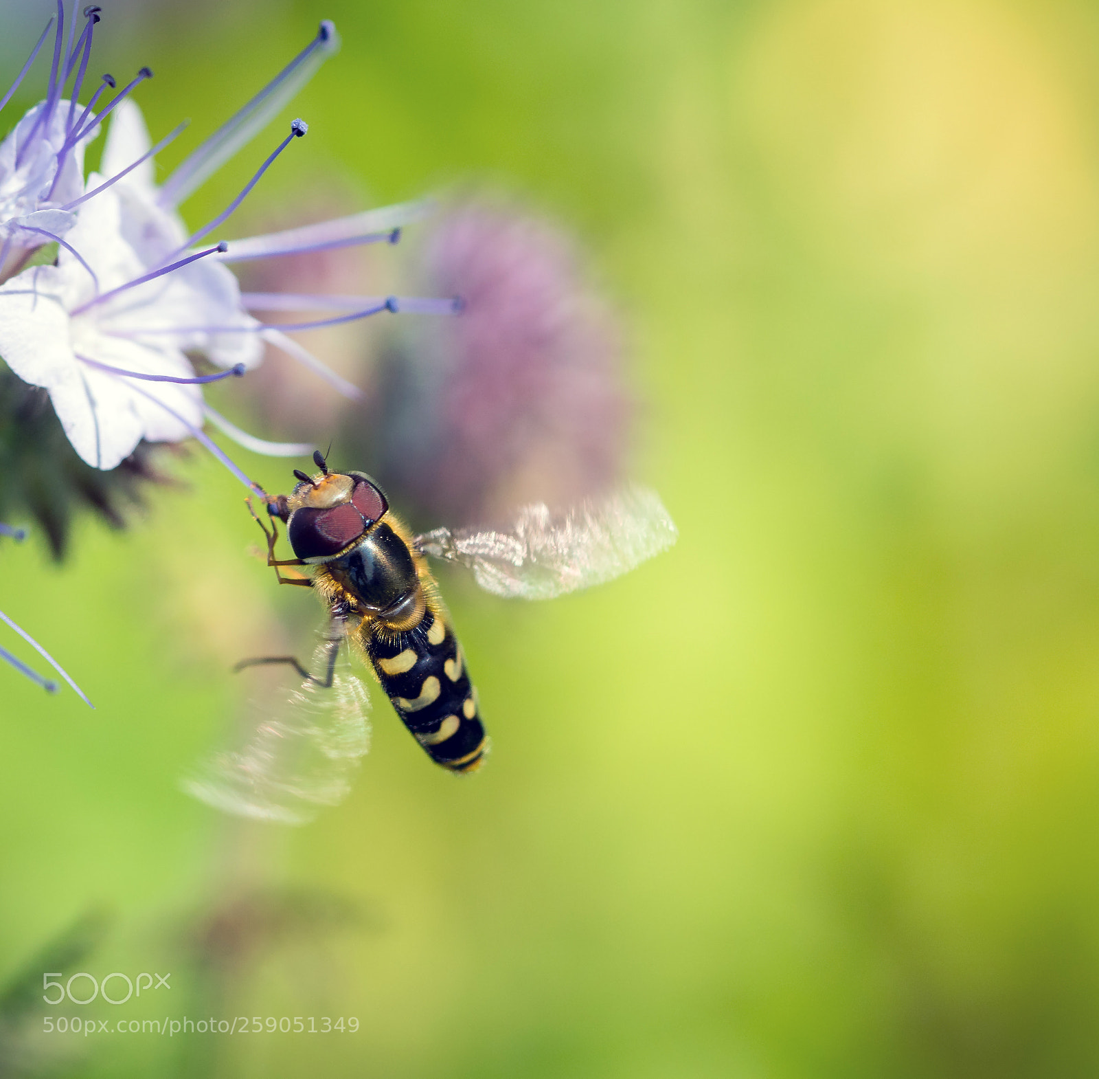 Sony a7R II sample photo. Even the smallest landing photography
