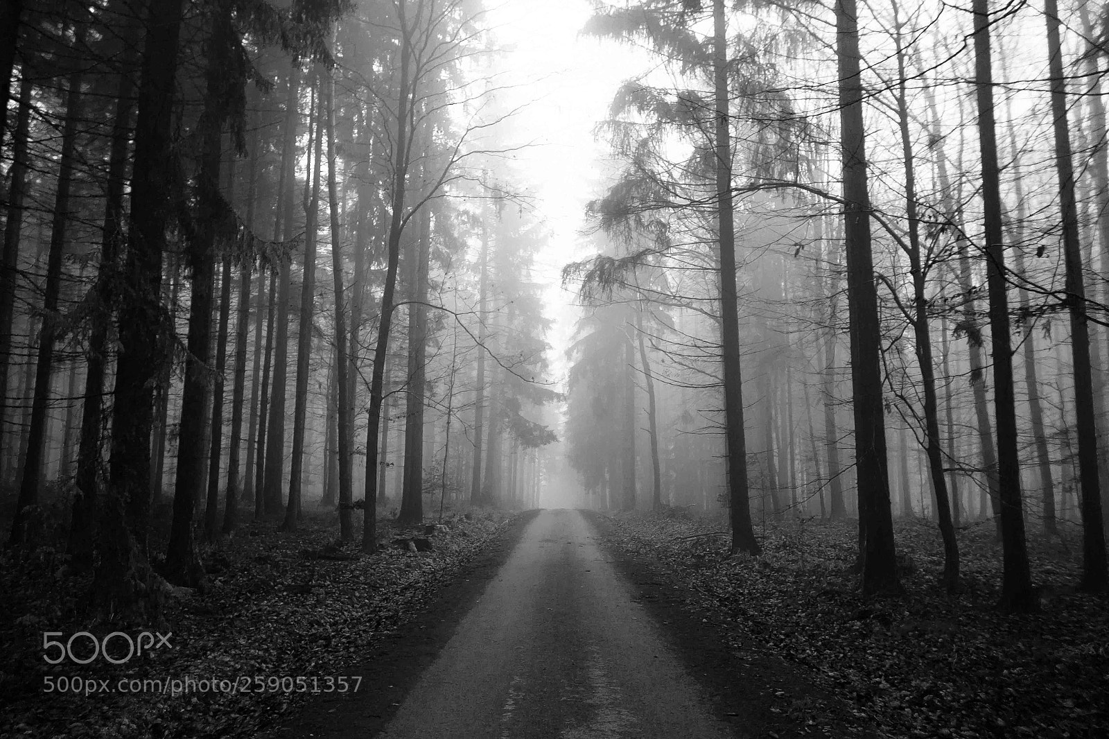 Canon EOS 100D (EOS Rebel SL1 / EOS Kiss X7) sample photo. Mistrious forest road photography