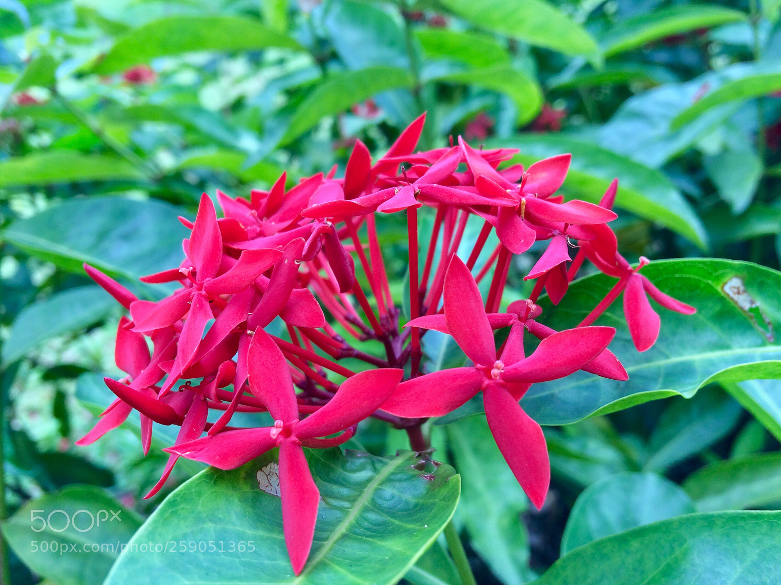 Apple iPhone 5s sample photo. Sweet flower photography