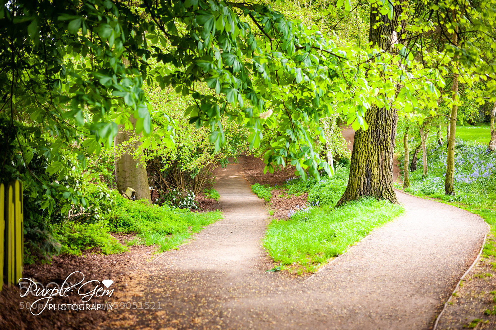 Nikon D700 sample photo. Woodland bliss photography