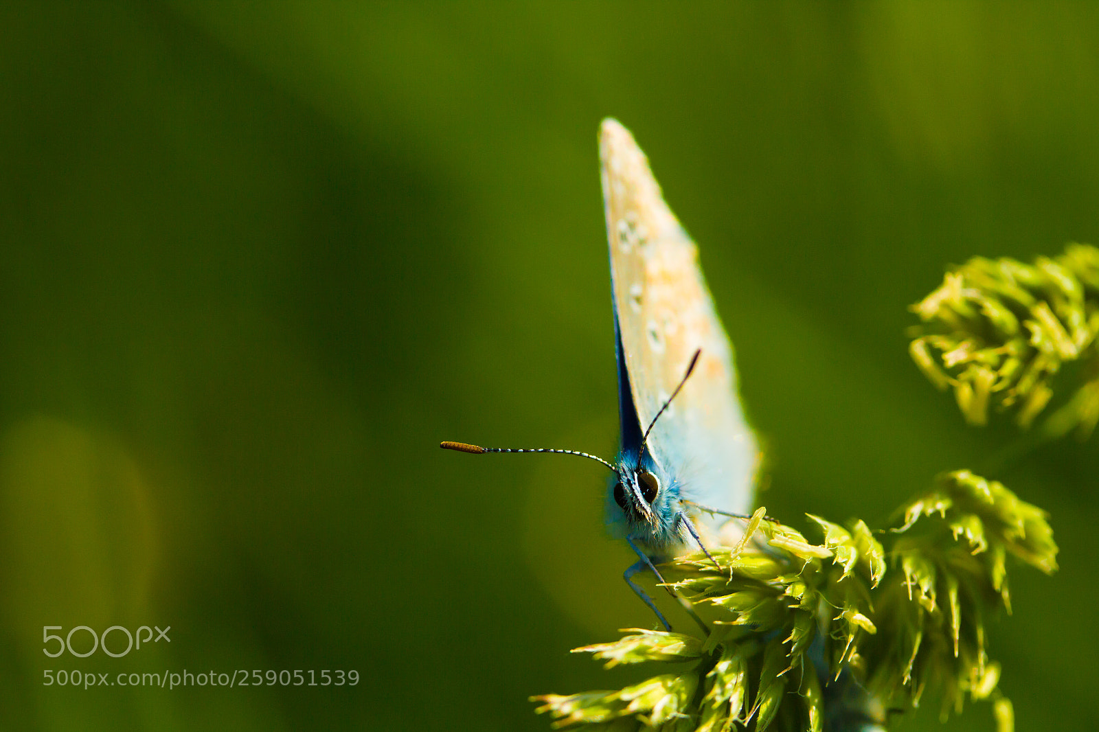 Canon EOS 600D (Rebel EOS T3i / EOS Kiss X5) sample photo. Butterfly photography