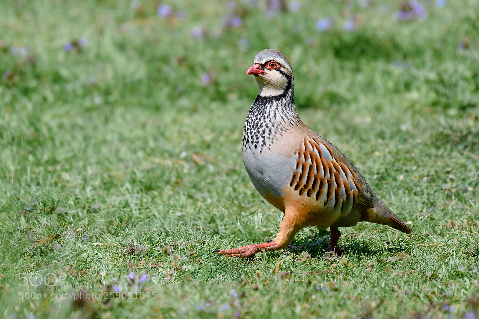 Nikon D850 sample photo. Partridge photography