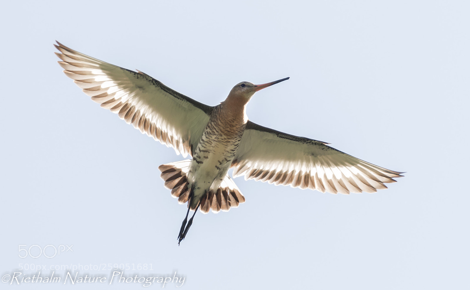 Canon EOS 7D Mark II sample photo. Godwit / grutto photography