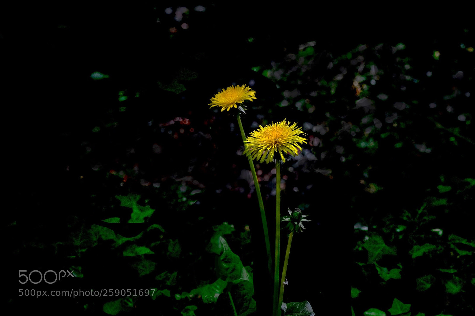 Fujifilm X-T1 sample photo. Dandelion in shining mood photography