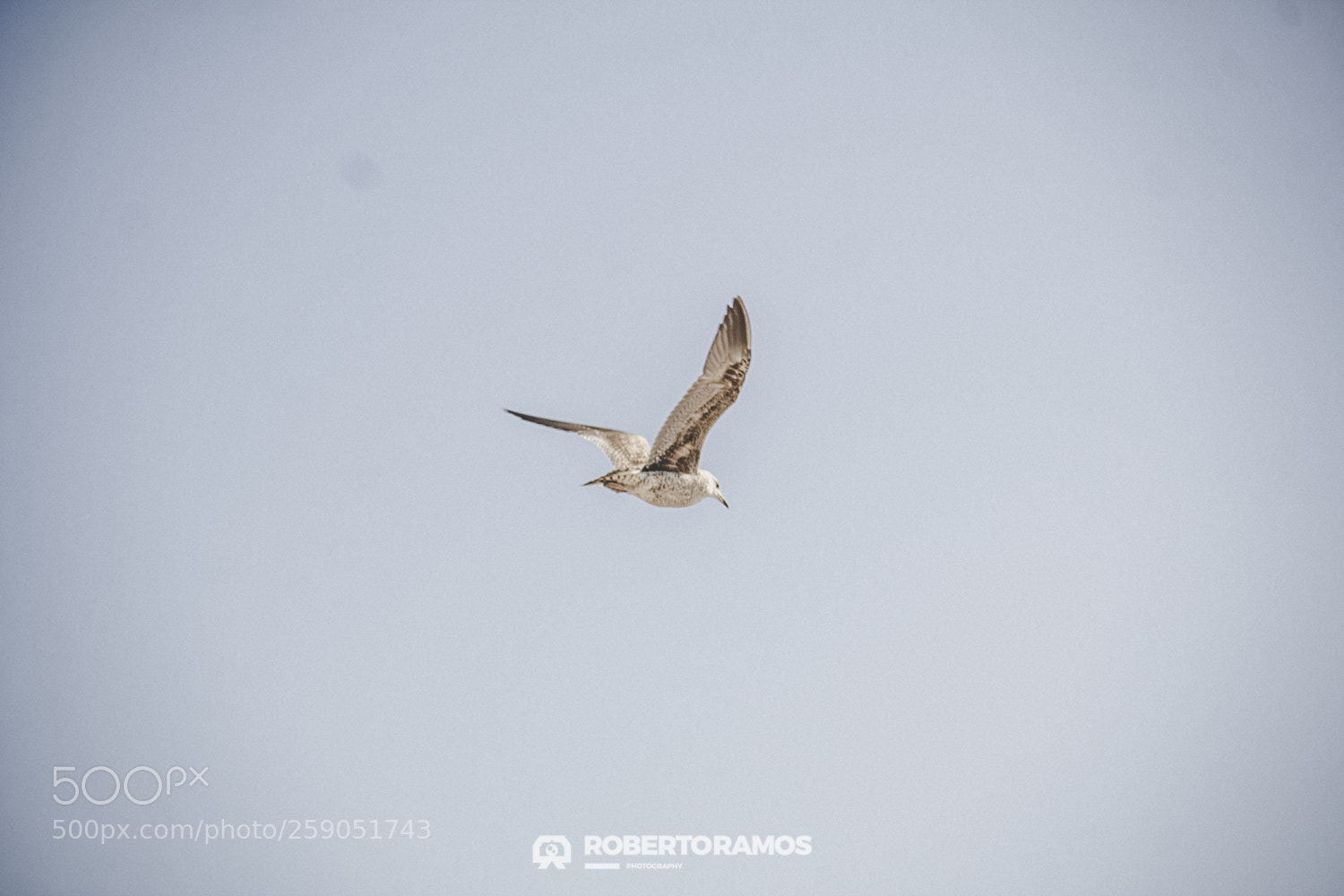 Canon EOS 60D sample photo. Flying for freedom photography