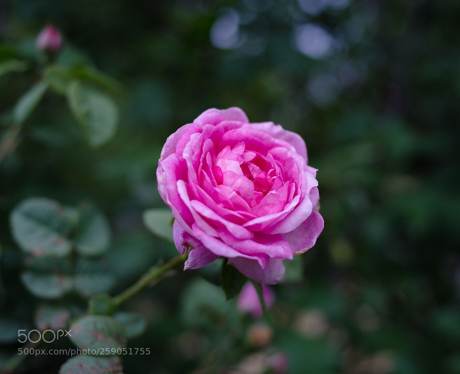 Canon EOS 6D sample photo. Flowering wild rose photography