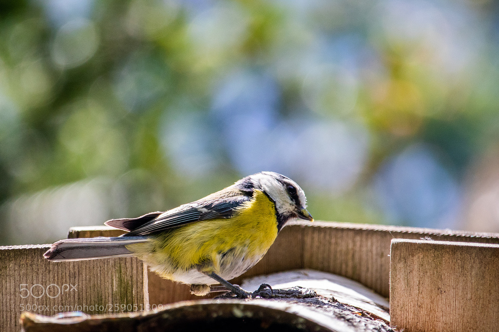 Canon EOS 800D (EOS Rebel T7i / EOS Kiss X9i) sample photo. Bird photography