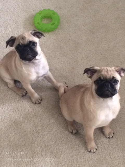 Apple iPhone 5s sample photo. Pug brothers photography