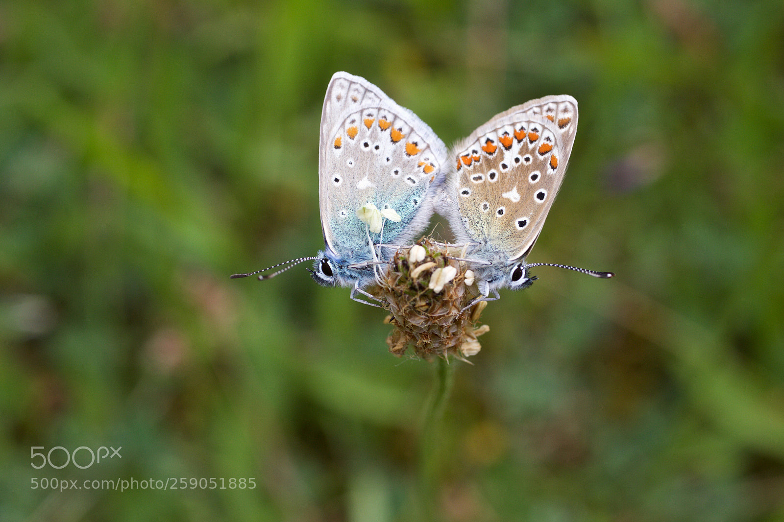Canon EOS 7D Mark II sample photo. Polyommatus icarus making love photography