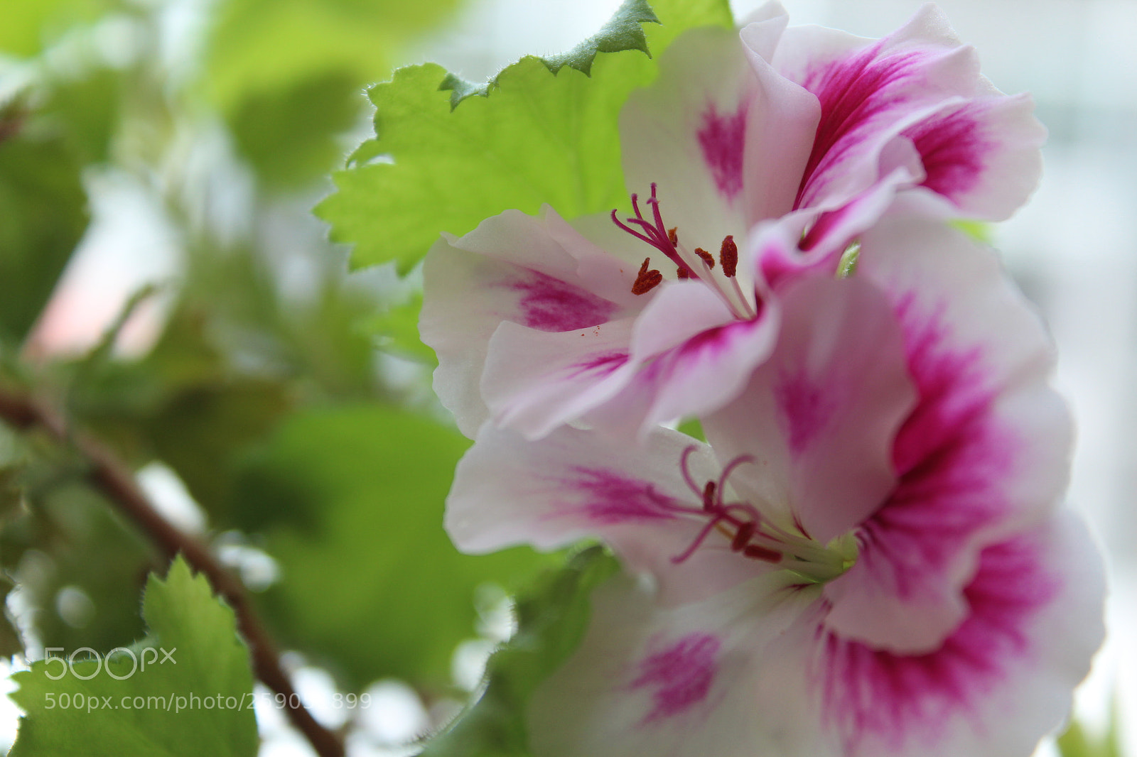 Canon EOS 1300D (EOS Rebel T6 / EOS Kiss X80) sample photo. Another flower.. photography