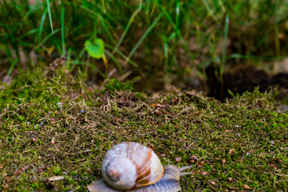 Nikon D3300 sample photo. Dsc photography